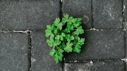 Kasyno Deposit Win Aplikacja mobilna